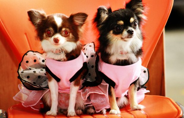 Anuncian 2da Petz Expo by Arca Petshop