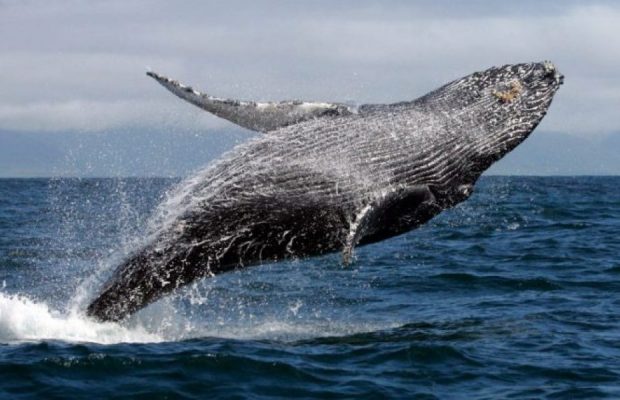 Llega al país ganadora concurso “Susurrador de Ballenas”