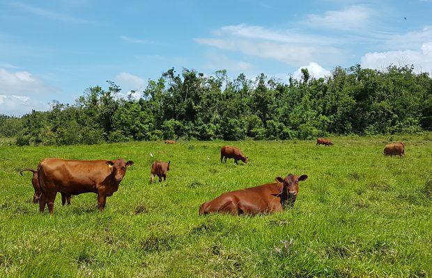 Ganaderos buscan mejorar la  calidad de carne en el país