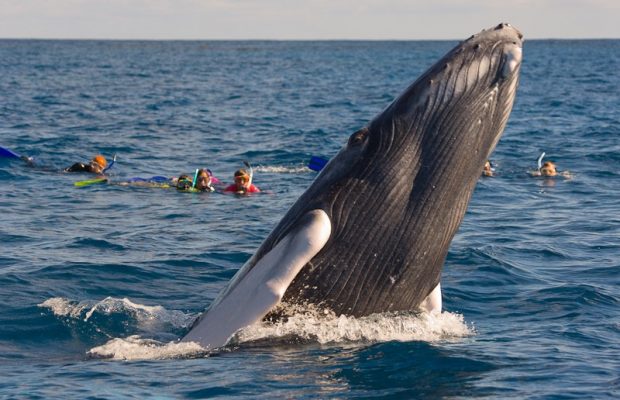 El Susurrador de Ballenas 2019