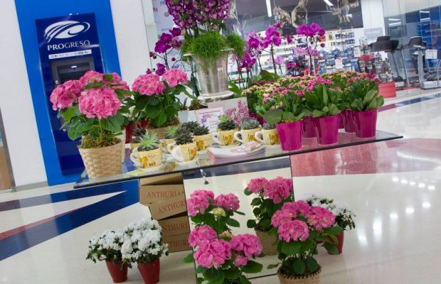 Vuelve el tradicional Festival de las Flores de Novo-Centro