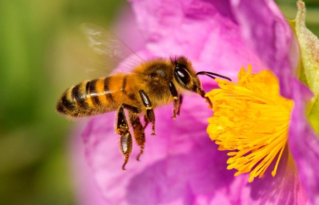 Un hotel para disfrutar del fascinante mundo de las abejas