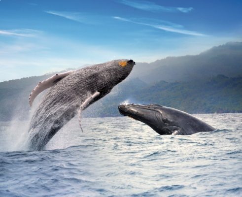 RD elige el Susurrador de Ballenas 2020