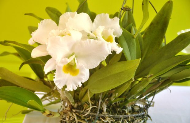 Amor, Patria y Orquídeas