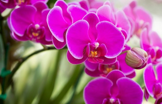 Las orquídeas, hermosas plantas cargadas de personalidad