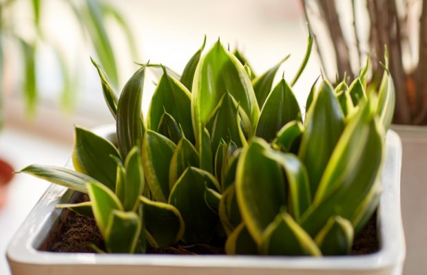¿Sabías que tus plantas te ayudan a ahorrar?