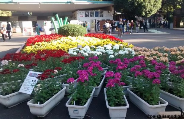 BENEFICIOS DE LAS PLANTAS ORNAMENTALES