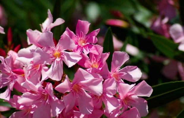 Flores hermosas…pero venenosas