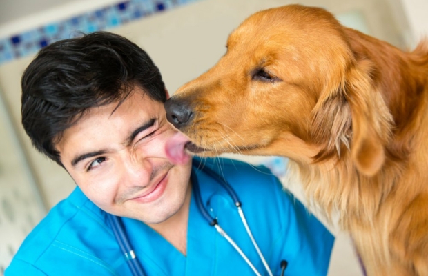 Médicos veterinarios celebran su día este jueves 29 de octubre