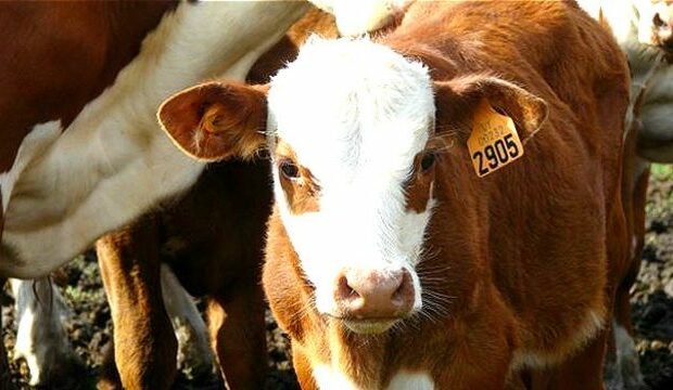 República Dominicana da pasos firmes para desarrollar trazabilidad animal