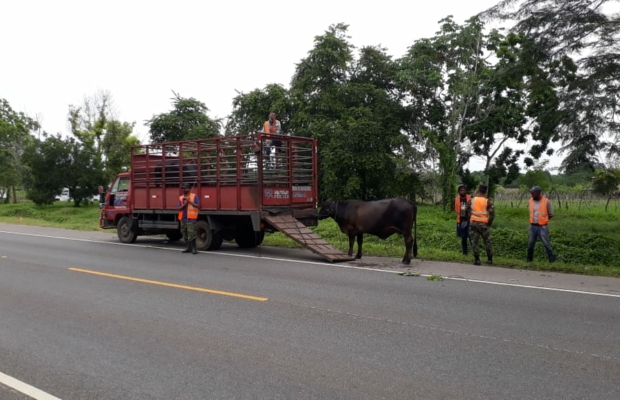 Instituciones desarrollan operativo de orientación de movilidad animal