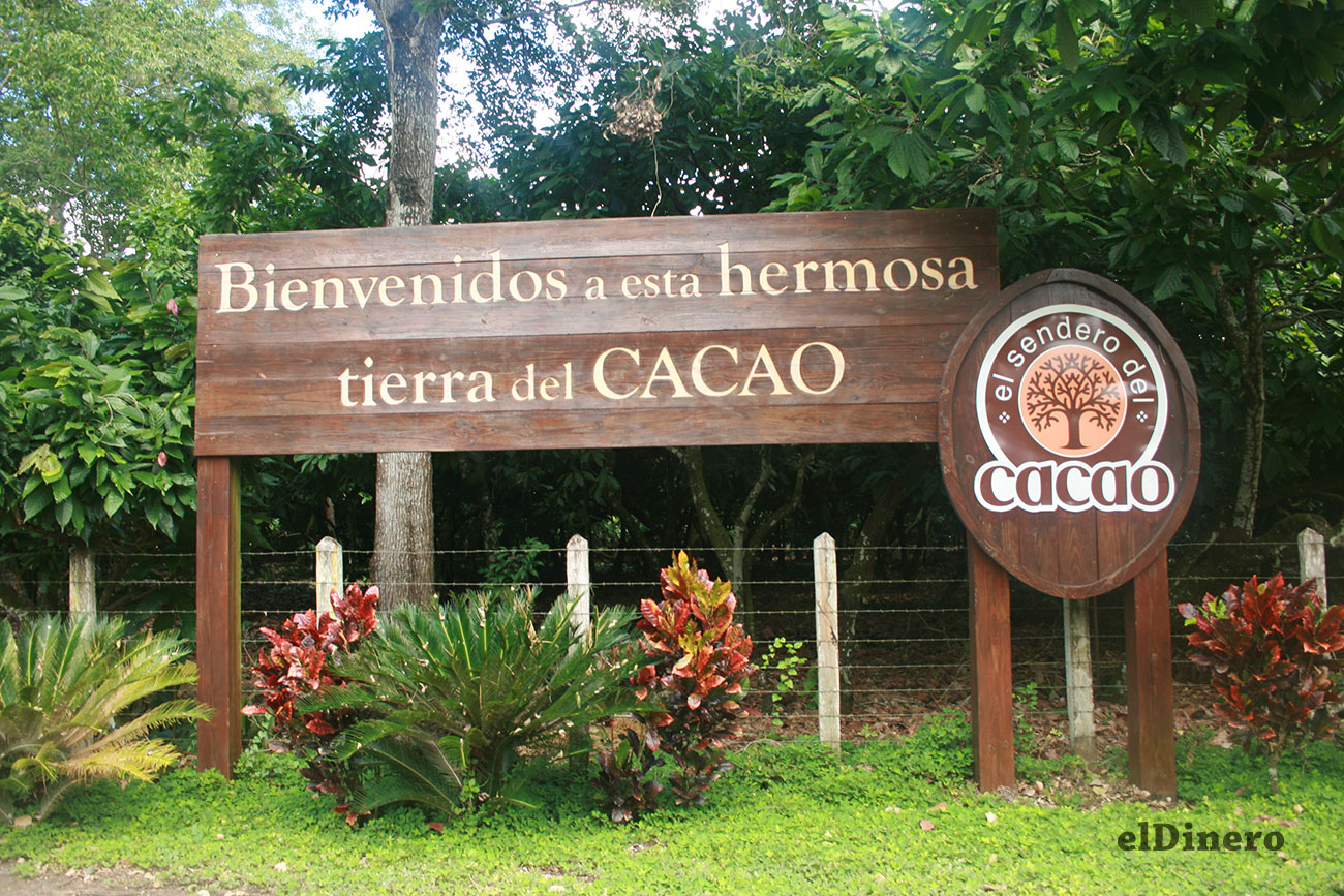 El Sendero del Cacao: Donde el «Grano de Oro» dominicano se convierte en leyenda