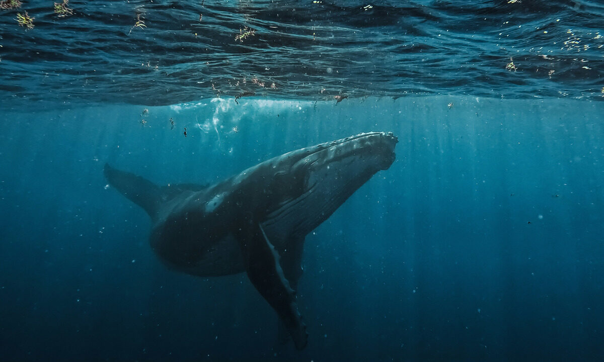 Día Mundial de las Ballenas y los Delfines: organizaciones llaman a reforzar la protección de los mamíferos marinos
