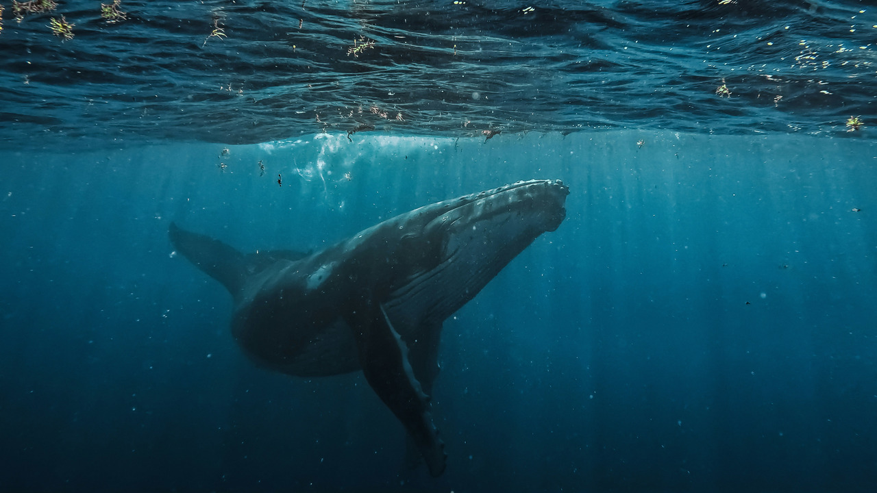 Día Mundial de las Ballenas y los Delfines: organizaciones llaman a reforzar la protección de los mamíferos marinos