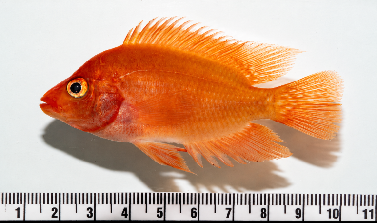 Investigadores alertan sobre pez invasor que amenaza especies nativas de República Dominicana