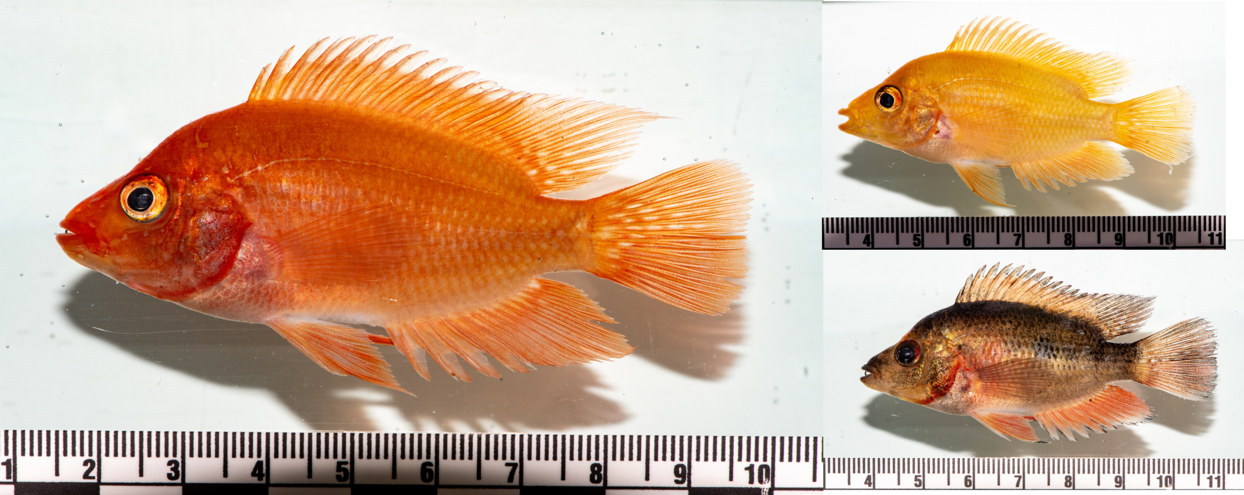 Investigadores alertan sobre pez invasor que amenaza especies nativas de República Dominicana