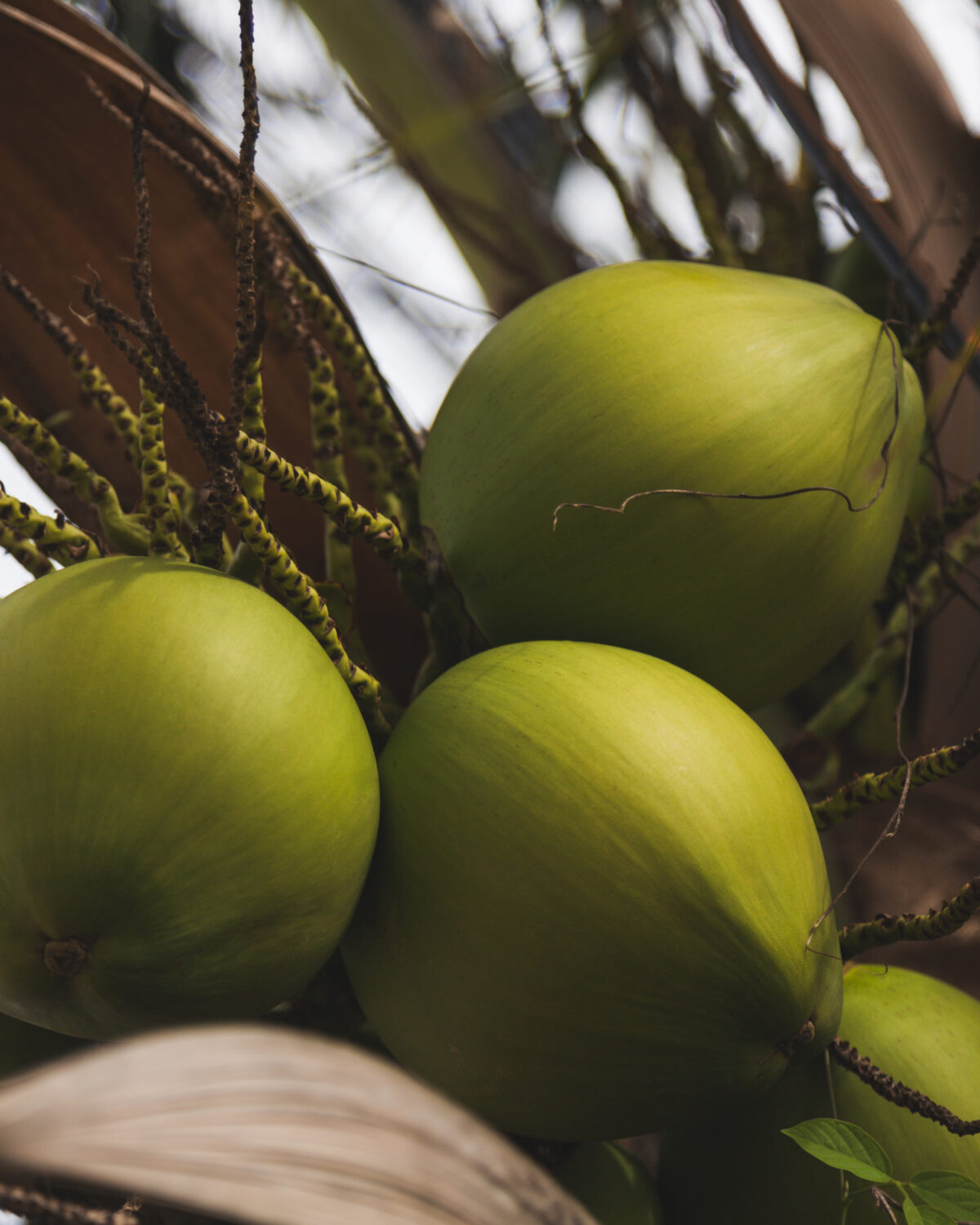 República Dominicana celebrará su primera Cumbre del Coco para transformar el potencial del sector en productividad e inversión