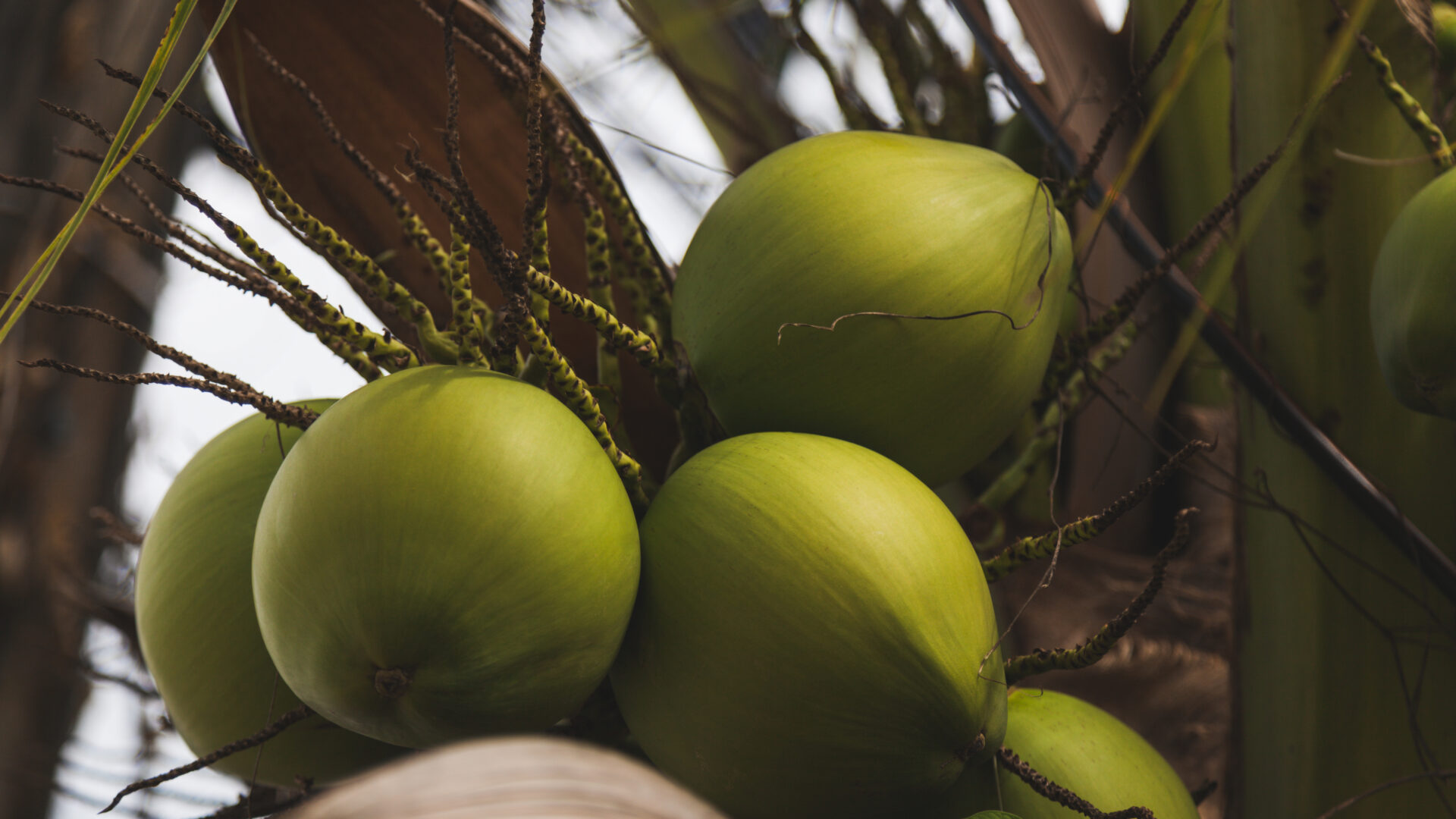 República Dominicana celebrará su primera Cumbre del Coco para transformar el potencial del sector en productividad e inversión