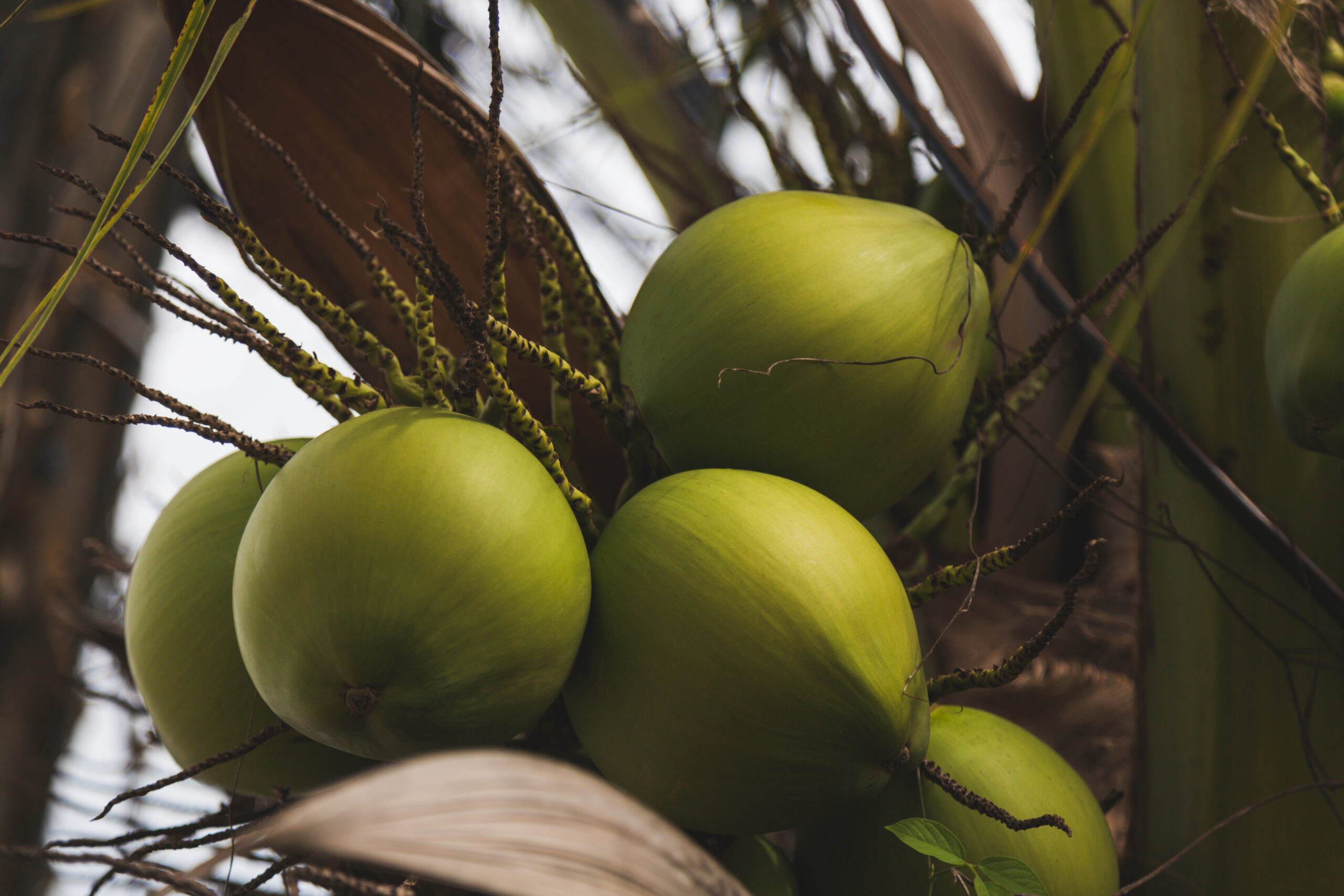 República Dominicana celebrará su primera Cumbre del Coco para transformar el potencial del sector en productividad e inversión