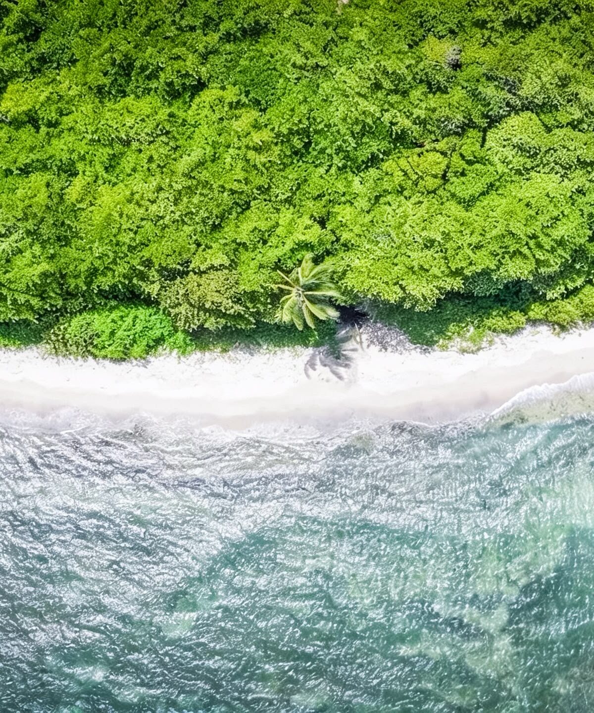 IDAC recolecta 3,458 libras de desechos en masiva jornada de limpieza en el malecón de Puerto Plata